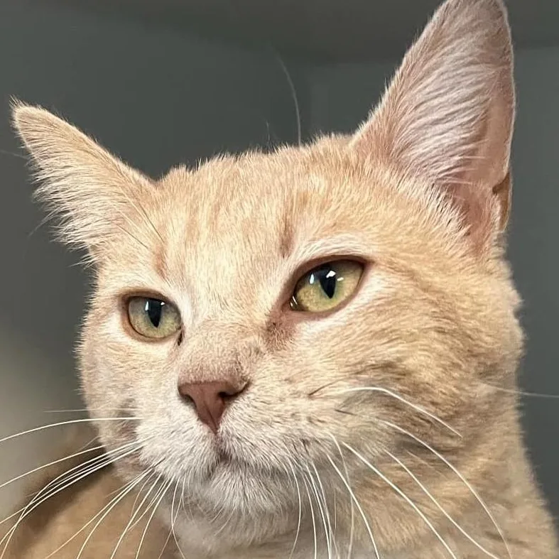 Butternut thumbnail 2