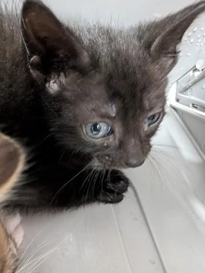 A baby small-sized male Domestic Short Hair cat named Ozzy for adoption in West Chester, PA