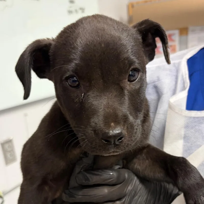 A baby small-sized female Black Mixed Breed dog named Jaguar for adoption in Greenville, SC