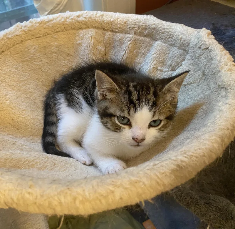 A baby medium-sized male White Domestic Short Hair cat named Ken Ogden for adoption in Philadelphia, PA