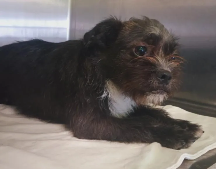 A young small-sized female Terrier dog named A for adoption in Los Angeles, CA