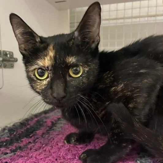 An adult medium-sized female Tortoiseshell Domestic Short Hair cat named Coraline for adoption in San Antonio, TX