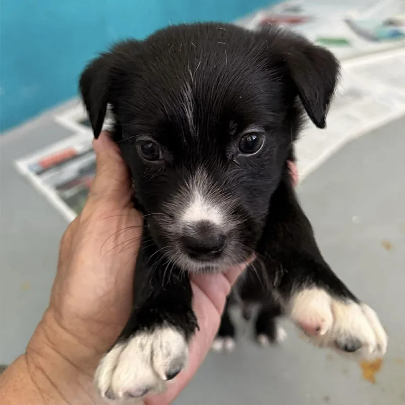 A baby small-sized male Black Spaniel dog named Hank for adoption in Carmel, NY