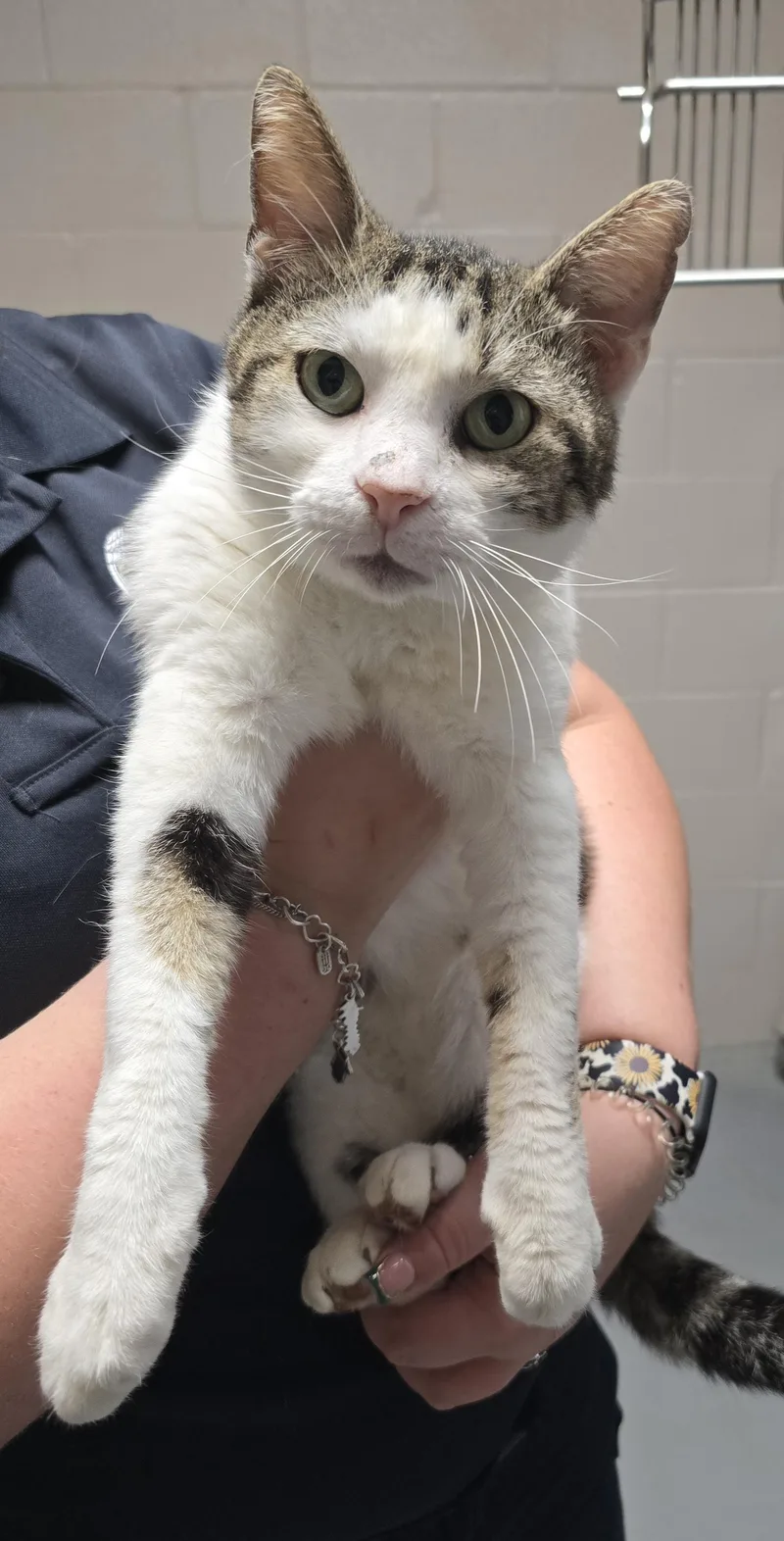 An adult medium-sized male White Domestic Short Hair cat named Forest for adoption in Friendswood, TX