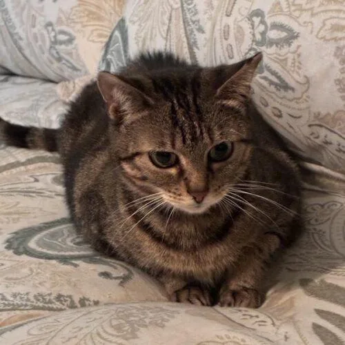 A young medium-sized female Tabby (Brown / Chocolate) Domestic Short Hair cat named Missy for adoption in Tampa, FL