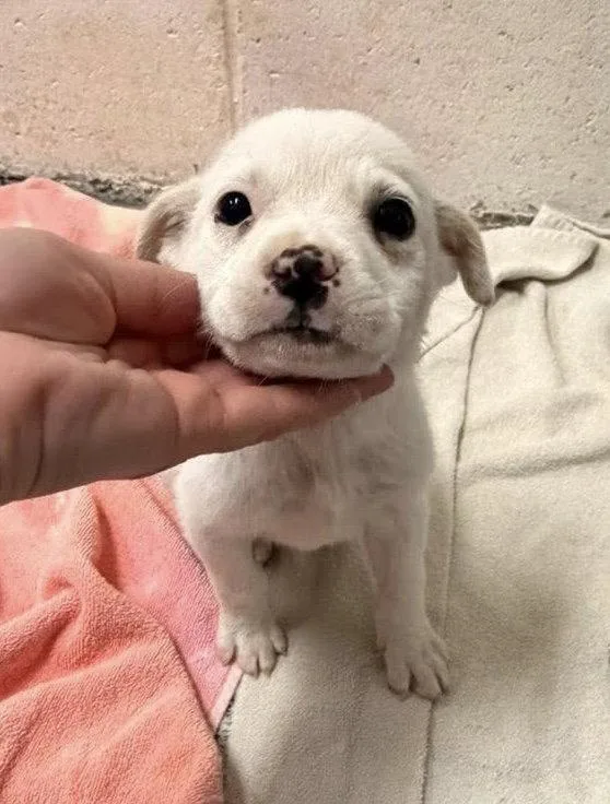 A young medium-sized female Mixed Breed dog named Star Fish for adoption in Sanford, NC