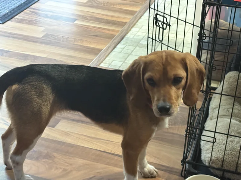 A young small-sized female Tricolor (Brown, Black, & White) Beagle dog named Daisy for adoption in Grayslake, IL