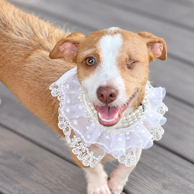 An adult small-sized female Parson Russell Terrier dog named Cherry for adoption in Boerne, TX