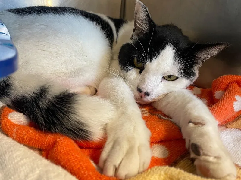 Mr. Mime thumbnail 2