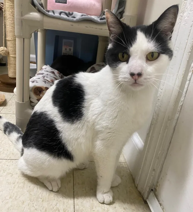 Mr. Mime thumbnail 3