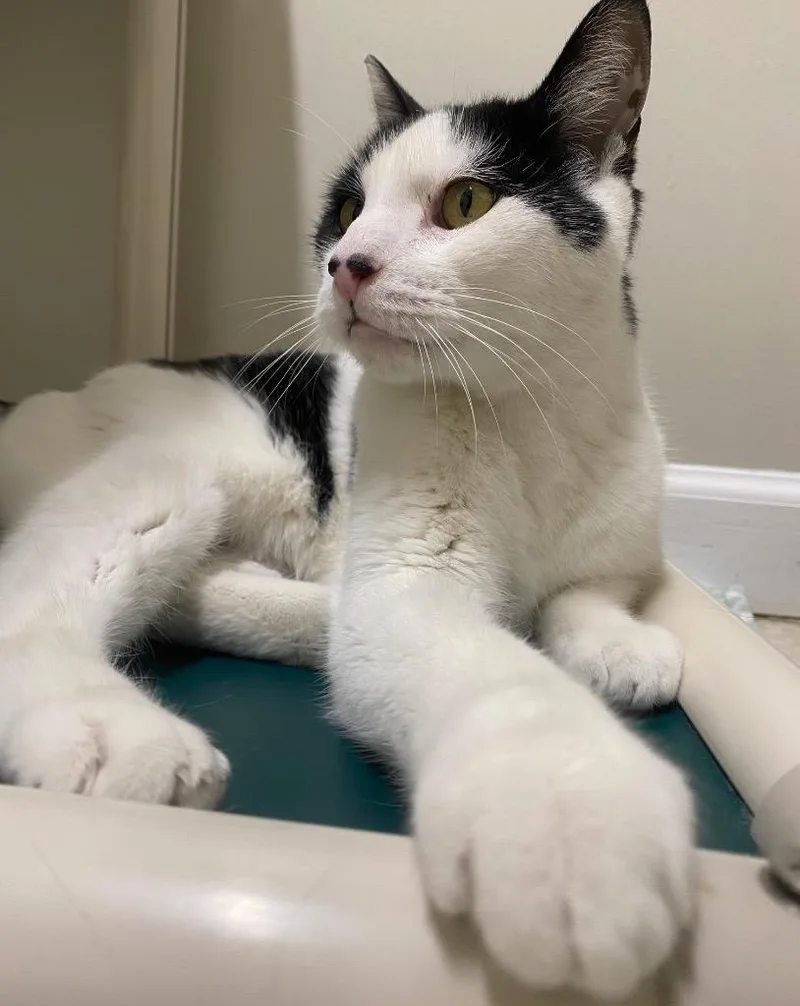 Mr. Mime thumbnail 4