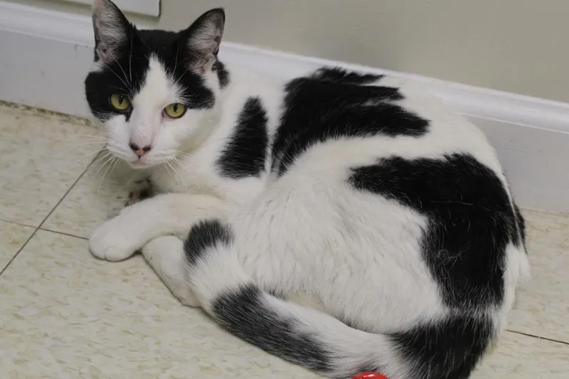 Mr. Mime thumbnail 5