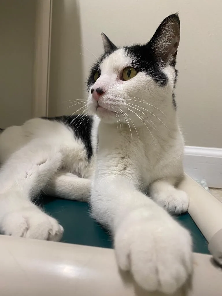 Mr. Mime thumbnail 6