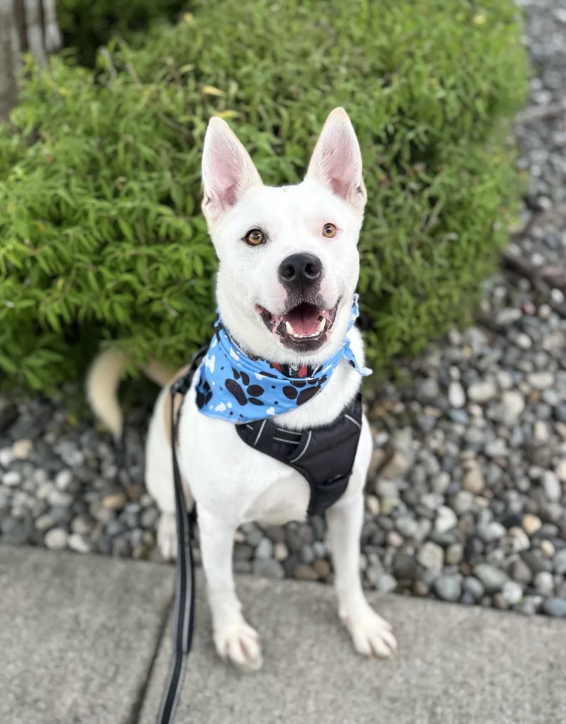 An adult medium-sized male Husky dog named Hansel for adoption in lynnwood , WA