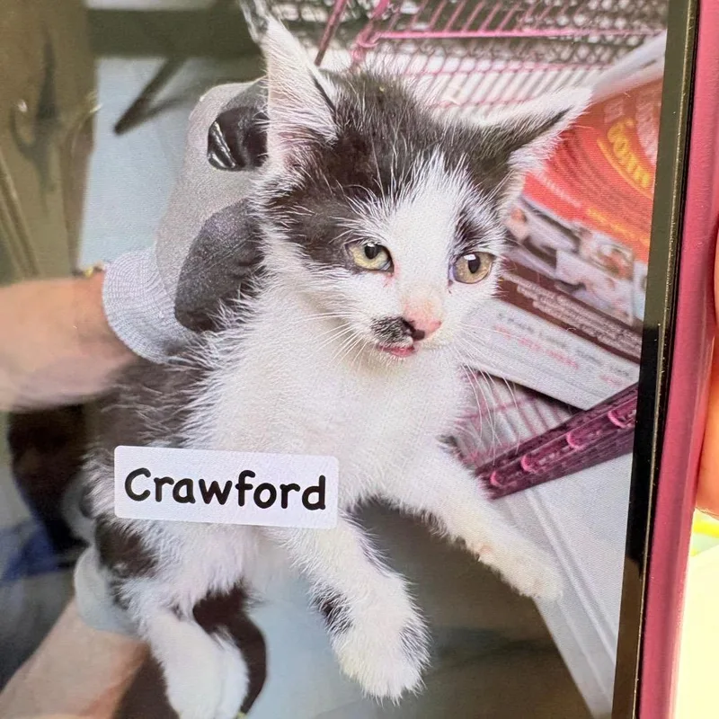 A baby small-sized female Black Domestic Short Hair cat named Crawford for adoption in Philadelphia, PA