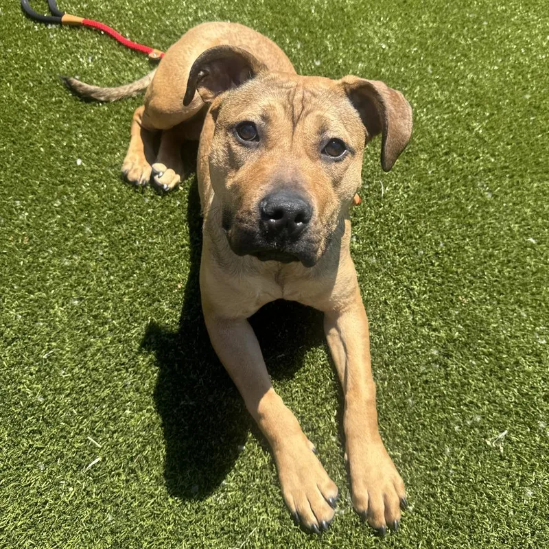 Pibble thumbnail 3
