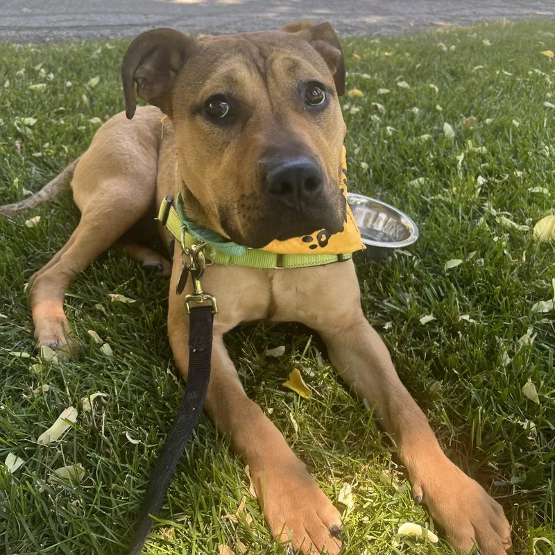 Pibble thumbnail 5