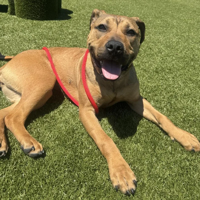 Pibble thumbnail 6