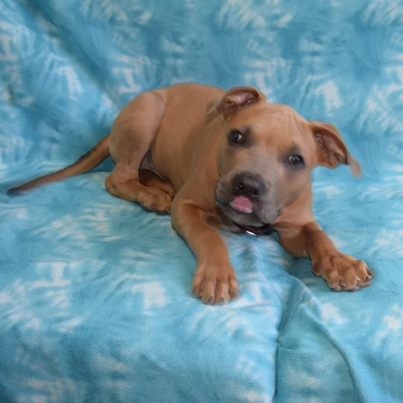 A baby medium-sized male Mixed Breed dog named Simpson for adoption in Eureka, CA