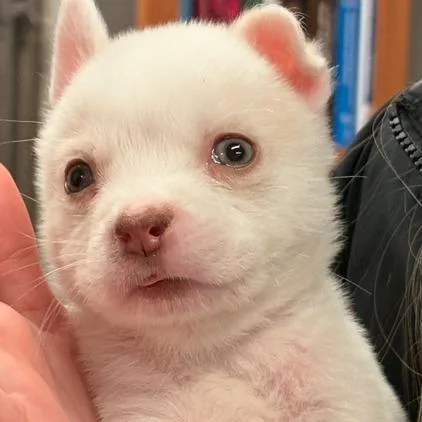 A baby small-sized male White / Cream Mixed Breed dog named Ferris Bueller for adoption in Marshall, VA