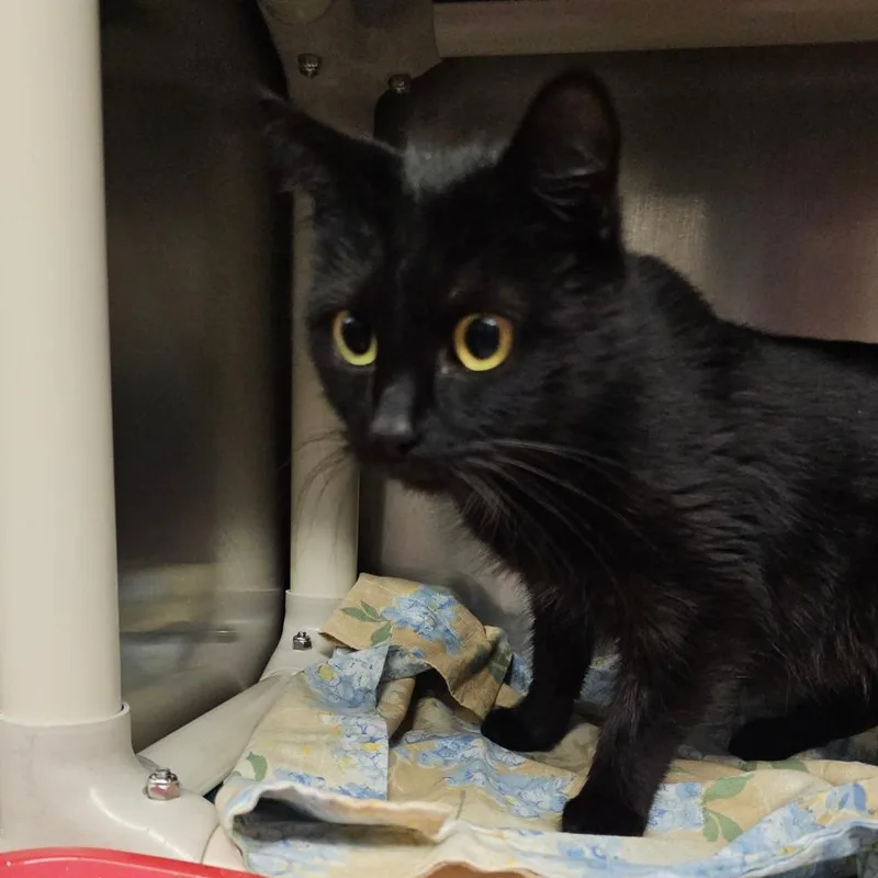 An adult medium-sized female Black Domestic Short Hair cat named Breezy for adoption in Concord, NC