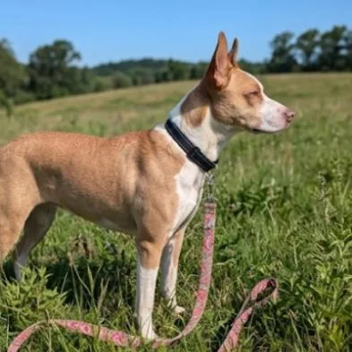 An adult medium-sized female Red / Chestnut / Orange Mixed Breed dog named Matilda for adoption in Naperville, IL