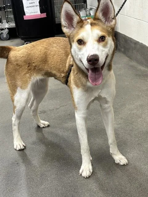 A young medium-sized female Siberian Husky dog named Raina for adoption in Upper Marlboro, MD