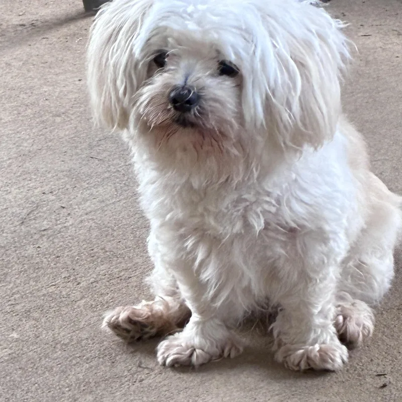 An adult small-sized male Maltese dog named Chico for adoption in Lincoln University, PA