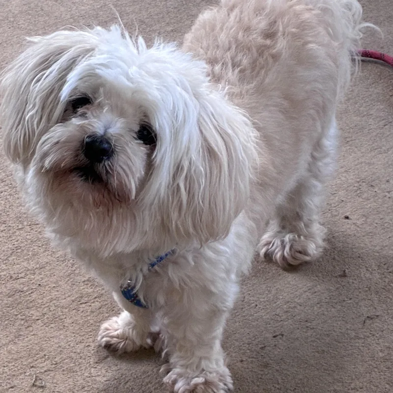 Chico thumbnail 4
