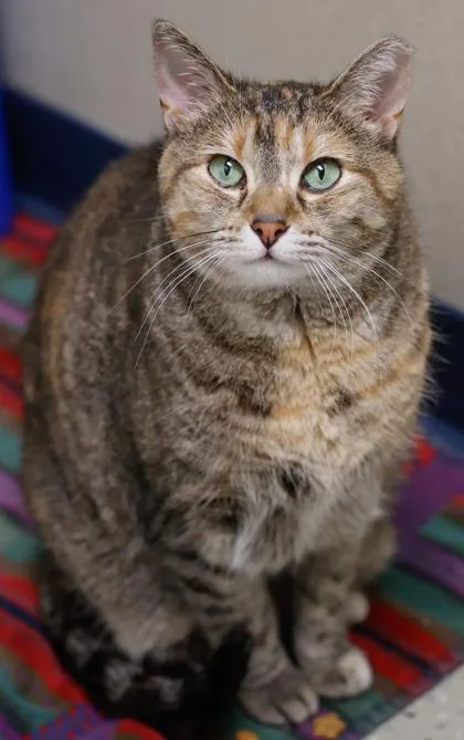 A senior large-sized female Domestic Short Hair cat named Chubbers Bonded With River for adoption in Baraboo, WI