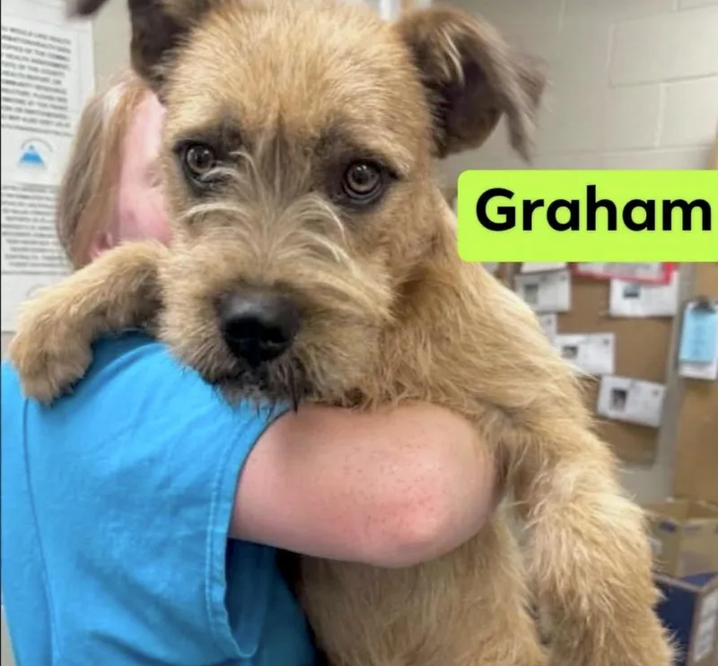 A young medium-sized male Terrier dog named Graham for adoption in Huntingtown, MD