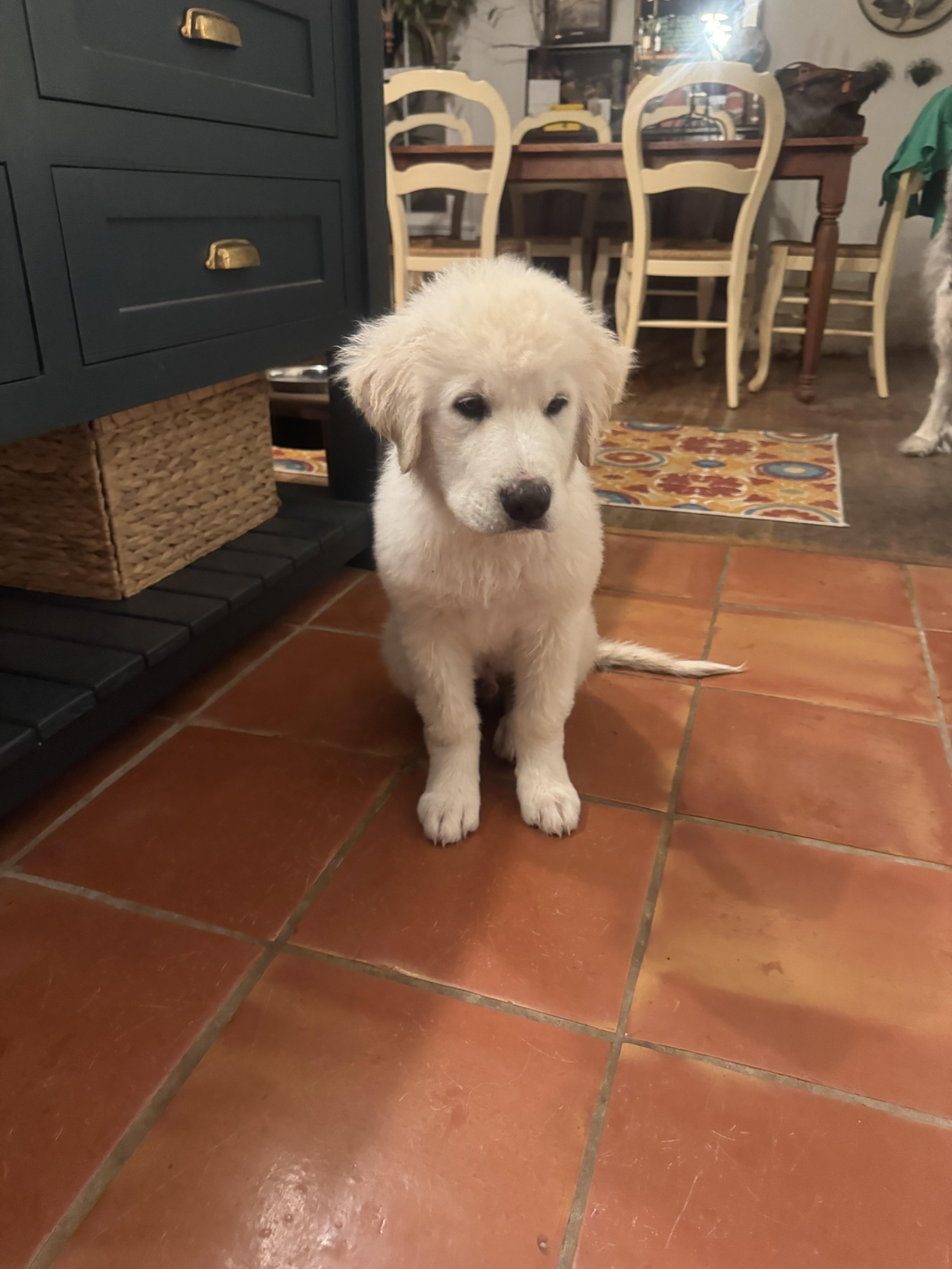 A baby large-sized male Great Pyrenees dog named George Atx for adoption in Quinlan, TX