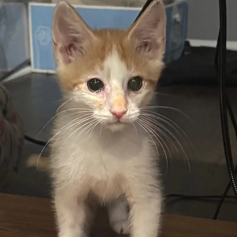A baby small-sized male Orange / Red Domestic Short Hair cat named Dean for adoption in La Grange, KY