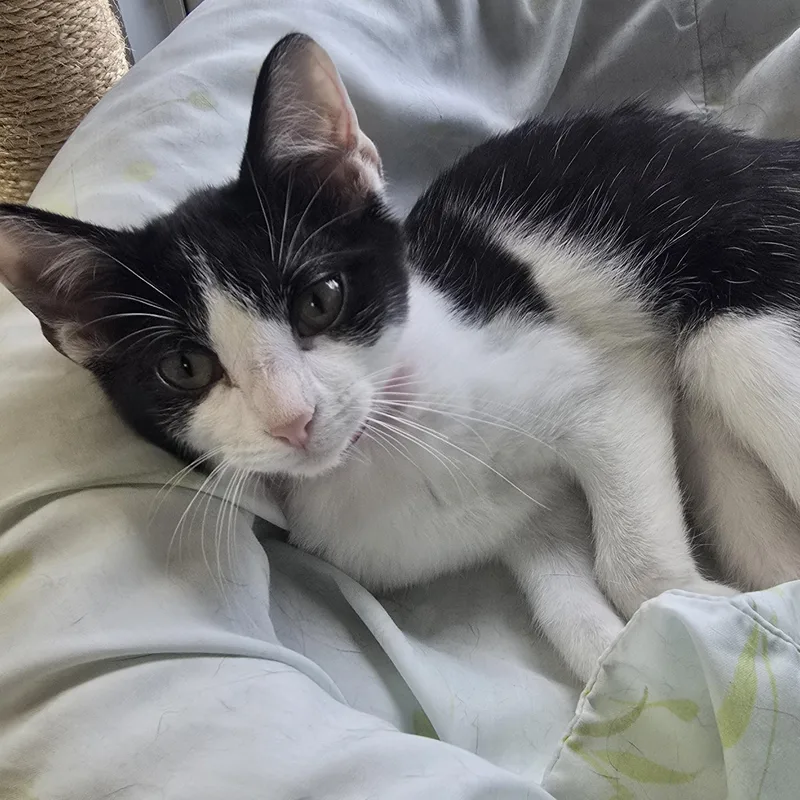 Elsie