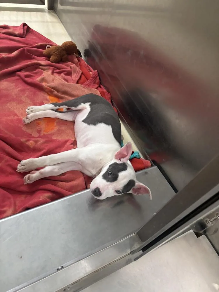 A baby small-sized male Terrier dog named Spud for adoption in Kalamazoo, MI
