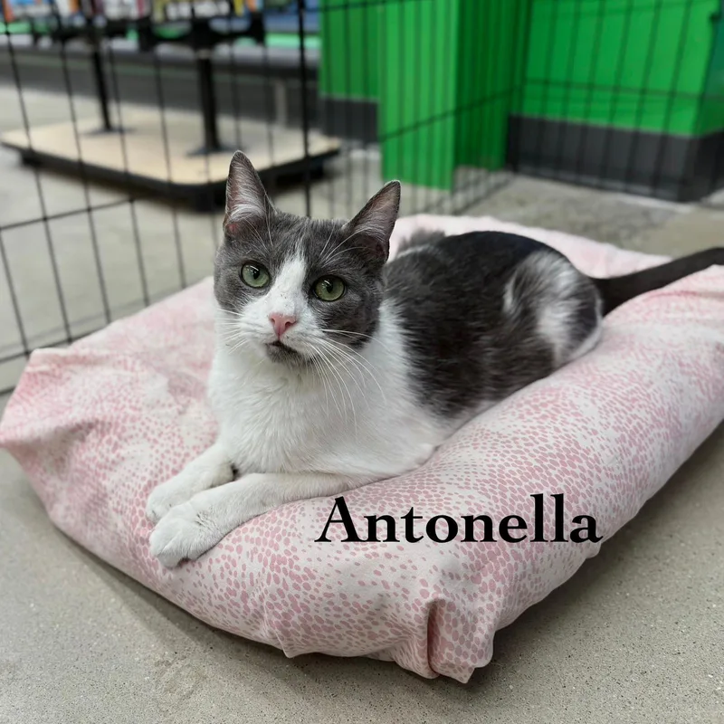 A young medium-sized female Domestic Short Hair cat named Antonella for adoption in Spring Lake, NJ