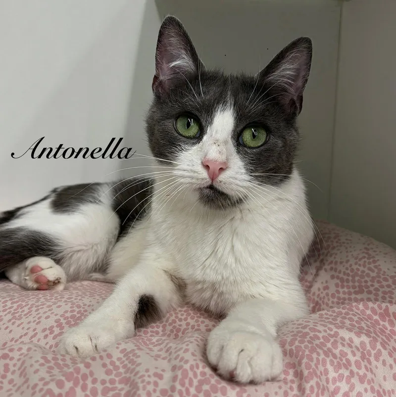 Antonella thumbnail 2