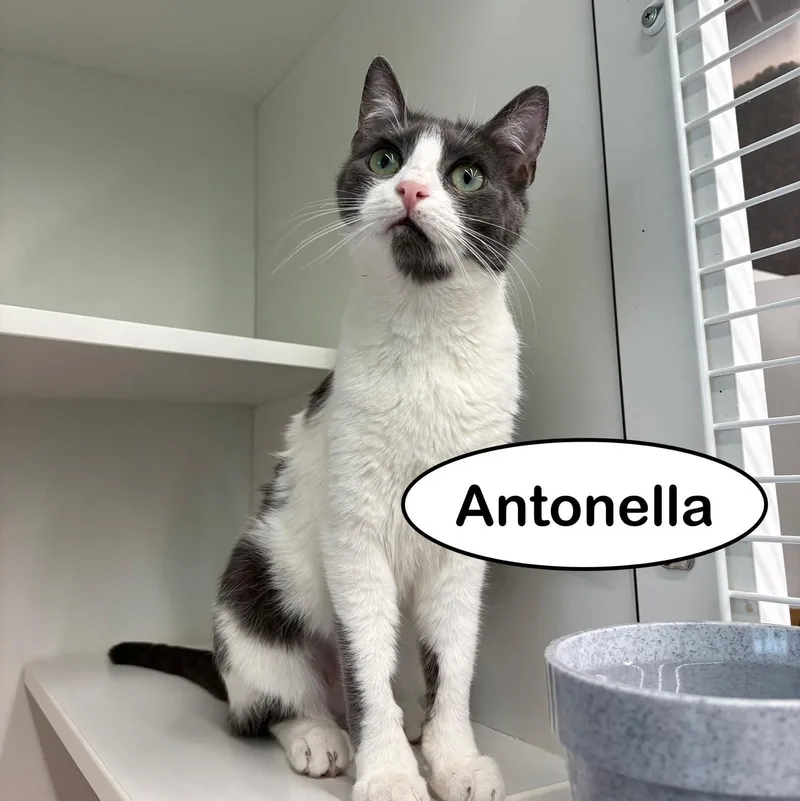 Antonella thumbnail 3