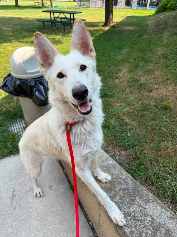 A young large-sized female German Shepherd Dog dog named Melanie for adoption in Suamico, WI