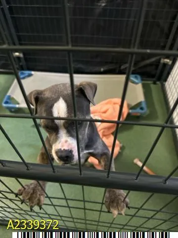 A young medium-sized male Mixed Breed dog named Andy for adoption in West Palm Beach, FL
