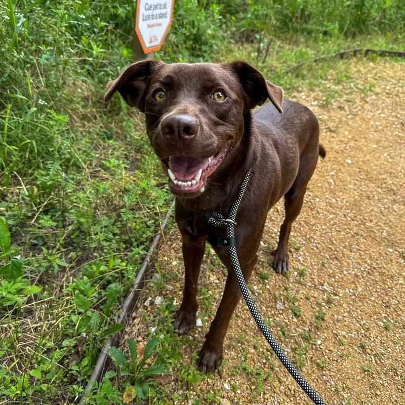 Hazel