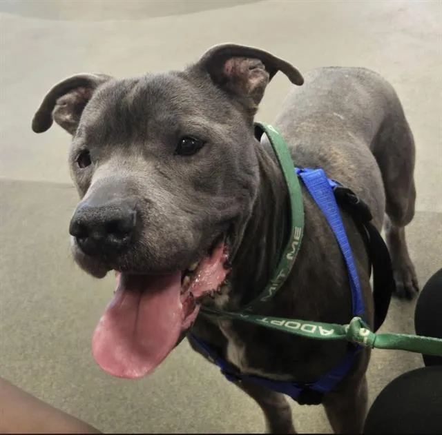 A young large-sized male Mixed Breed dog named Blue Ivey for adoption in Jacksonville, FL