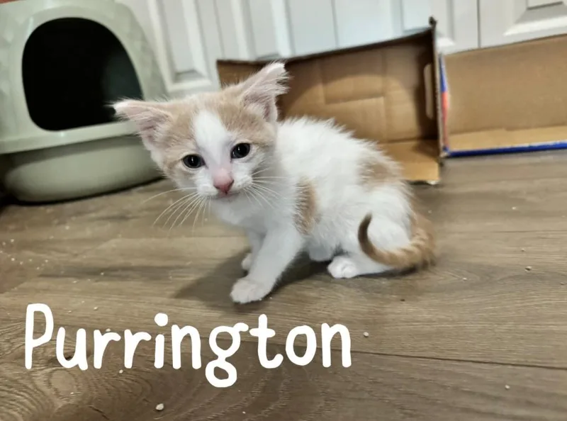 A baby medium-sized male Domestic Short Hair cat named Purrington for adoption in Hoover , AL