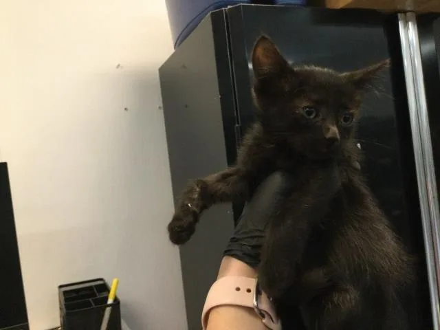 A baby small-sized female Domestic Short Hair cat named Lady for adoption in Thousand Palms, CA