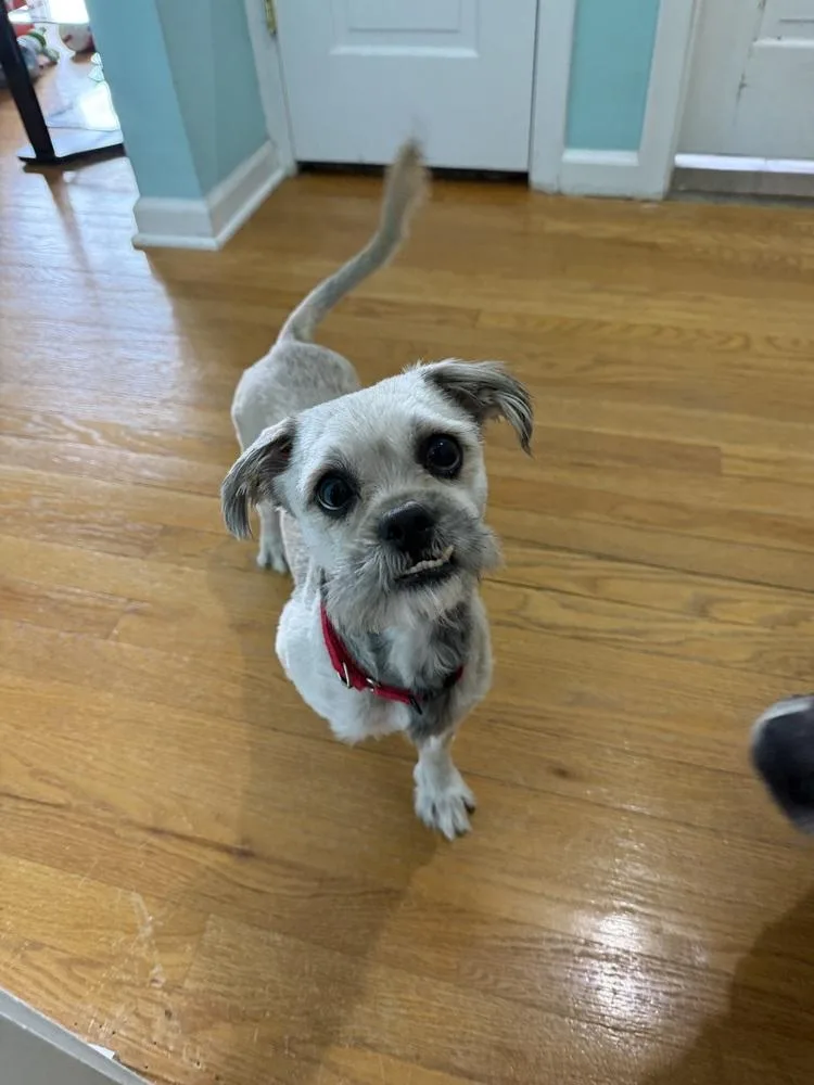 Frankie thumbnail 2