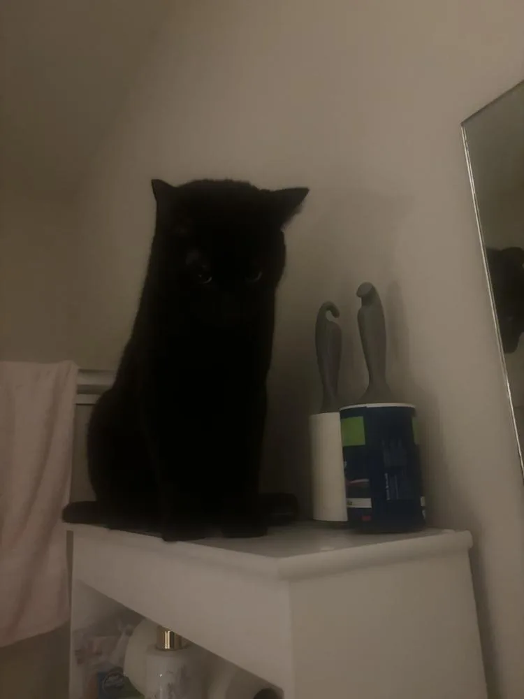 Schmendrick thumbnail 2