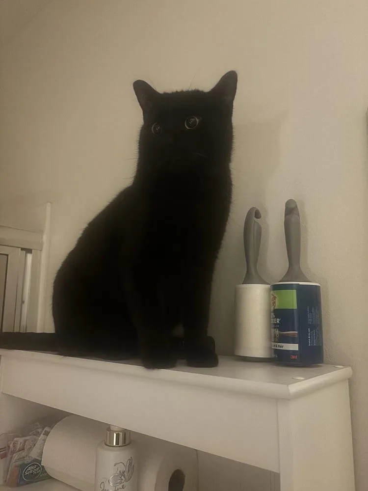 Schmendrick thumbnail 3