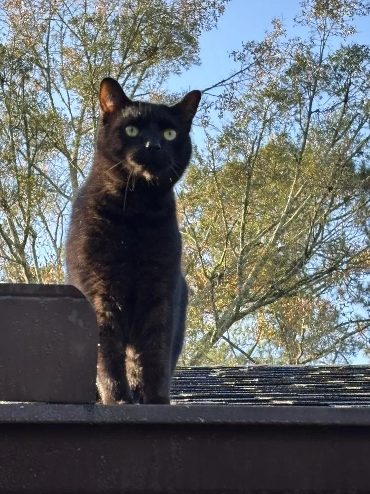 Schmendrick thumbnail 4