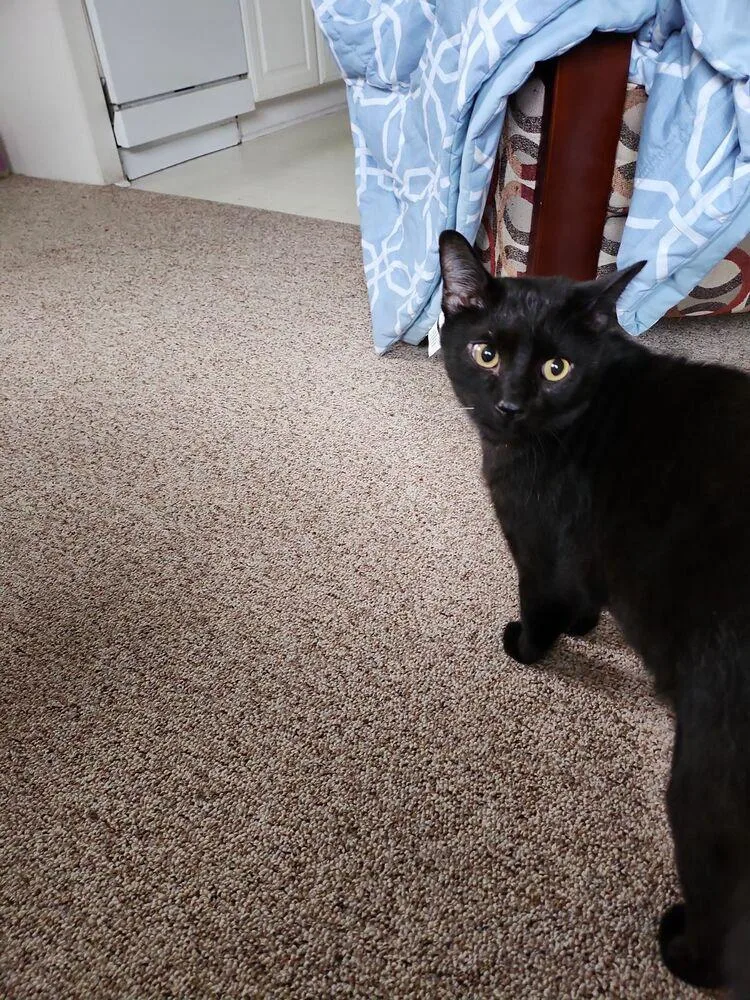 Schmendrick thumbnail 6