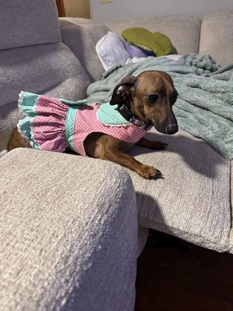 A young small-sized female Dachshund dog named Libby for adoption in West Columbia, SC
